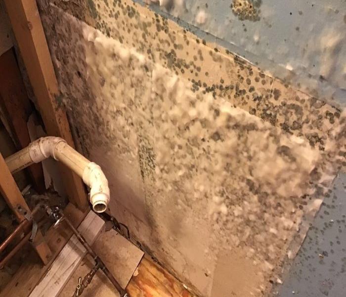A cracked pipe under a bathroom vanity led to mold growth on the back wall
